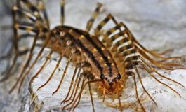 Scutigere in casa: i consigli per allontanarle naturalmente