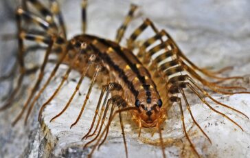 Scutigere in casa: i consigli per allontanarle naturalmente