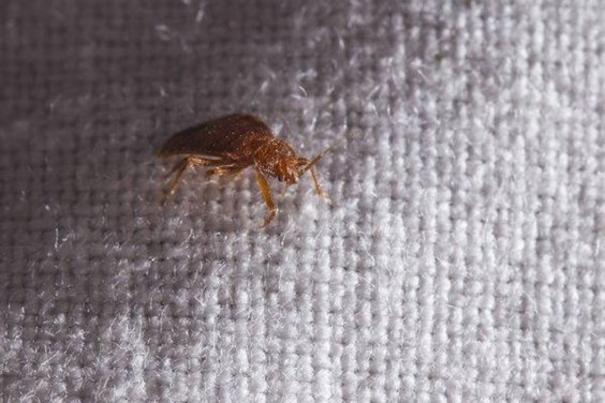 Cimici da letto: come entrano in casa