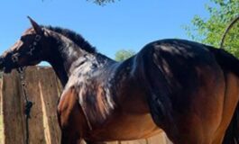 incidente cavallo Sardegna