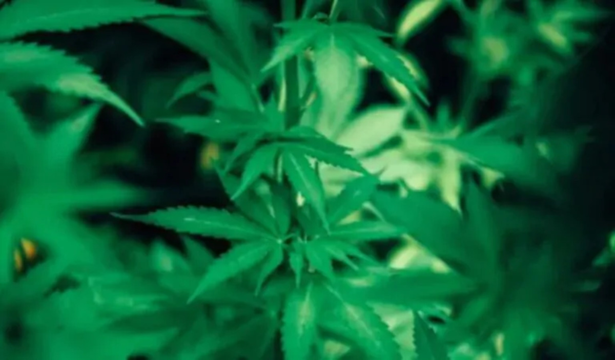 Cannabis Day: alle 4.20 del 4/20 Joe Biden e Kamala Harris parlano di marijuana su X