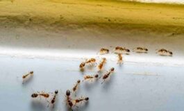 image e7ed4def 9ea1 45dd aeb4 ceaae378d313 265x160