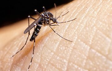 Disinfestazione da zanzare tigre