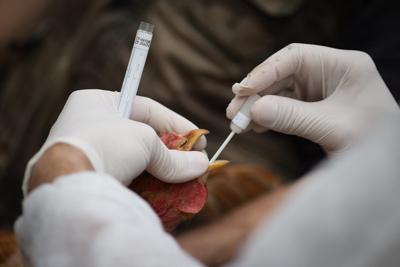 Virologi: "Fortemente possibile che aviaria sar&agrave; la prossima pandemia"