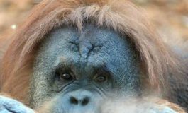 featured 1952752 265x160