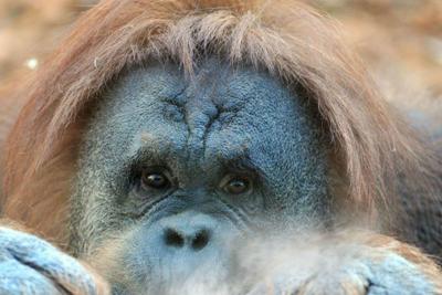 Animali: dottor orango, Rakus la prima scimmia che fa automedicazione