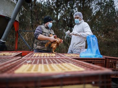 Aviaria: 'antivirali, vaccini e vigile attesa', così ci si prepara a rischio pandemia