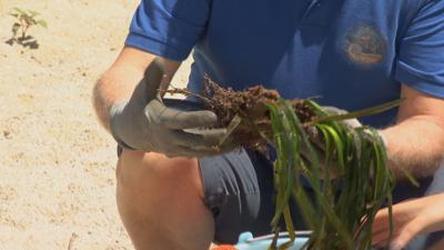 Lanciata da Coop 'Foresta Blu', nuova campagna per protezione praterie di Posidonia