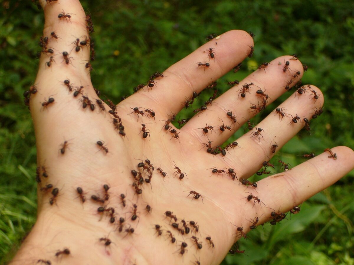 Formiche in casa: i consigli per allontanarle naturalmente