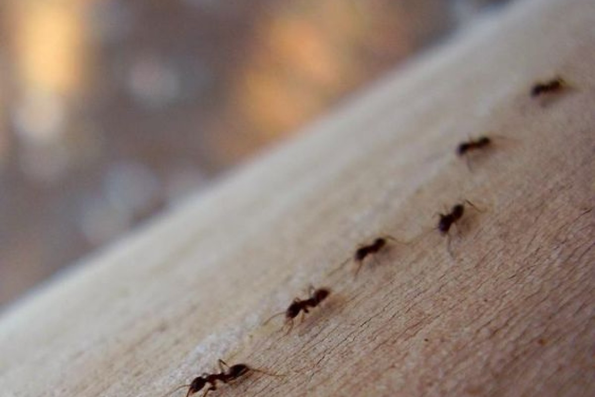 Allontanare le formiche senza veleni: le soluzioni adatte