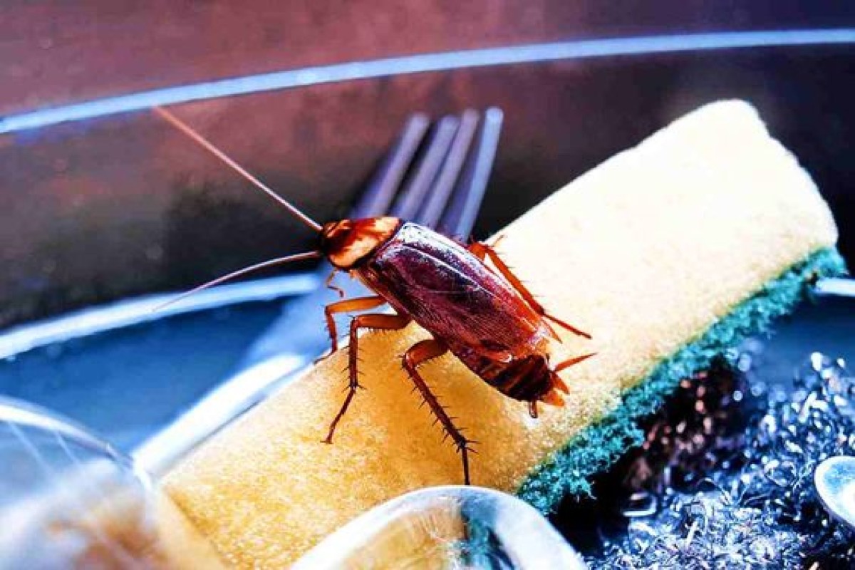 Blatte in casa: come agire naturalmente