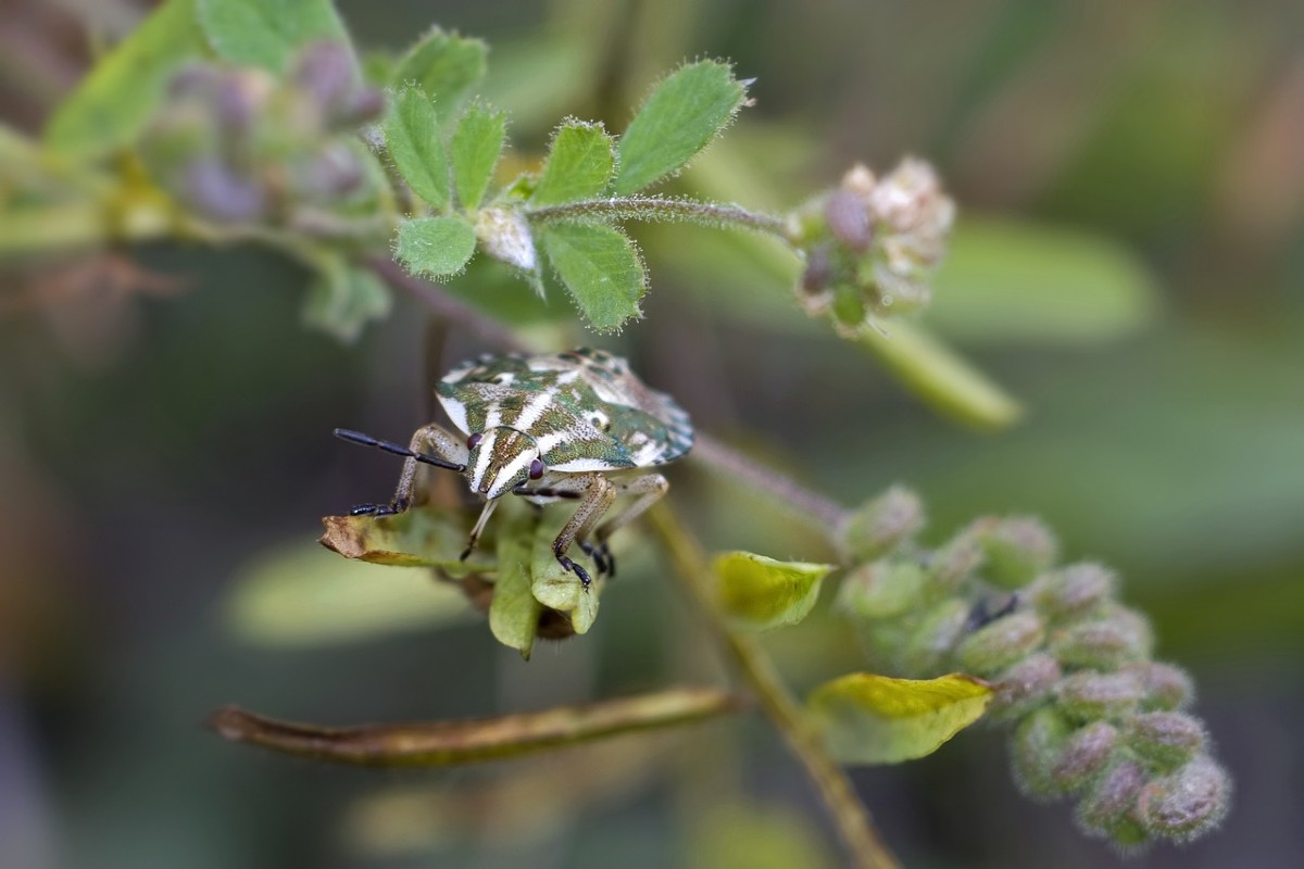 Allarme cimice asiatica: come evitare danni