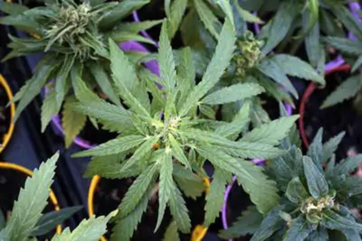 Ddl sicurezza, vietato uso della cannabis light
