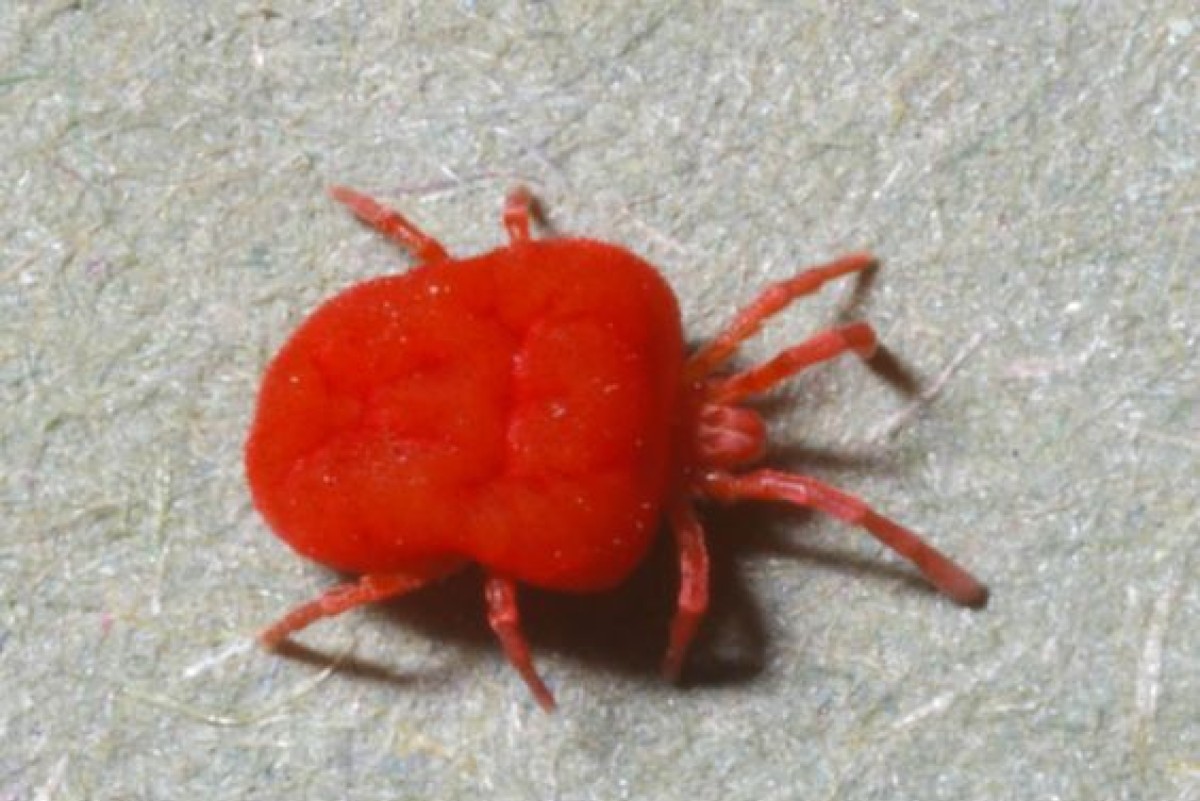 Cimici rosse e nere in casa: come prepararsi al loro arrivo