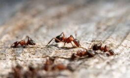 image 922e8b5e 1334 4872 b01a 3f5245ce8e22 265x160