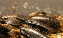 Blatte in casa: come allontanarle naturalmente