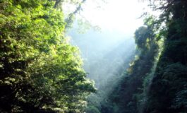 giornata mondiale della biodiversità come salvare il mondo