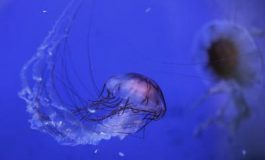 featured 1967940 265x160