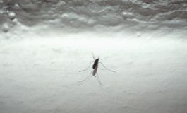 featured 1968550 265x160