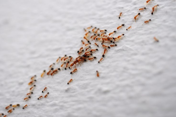 Invasione di formiche in casa: come comportarsi