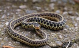 donna mangiata pitone Indonesia