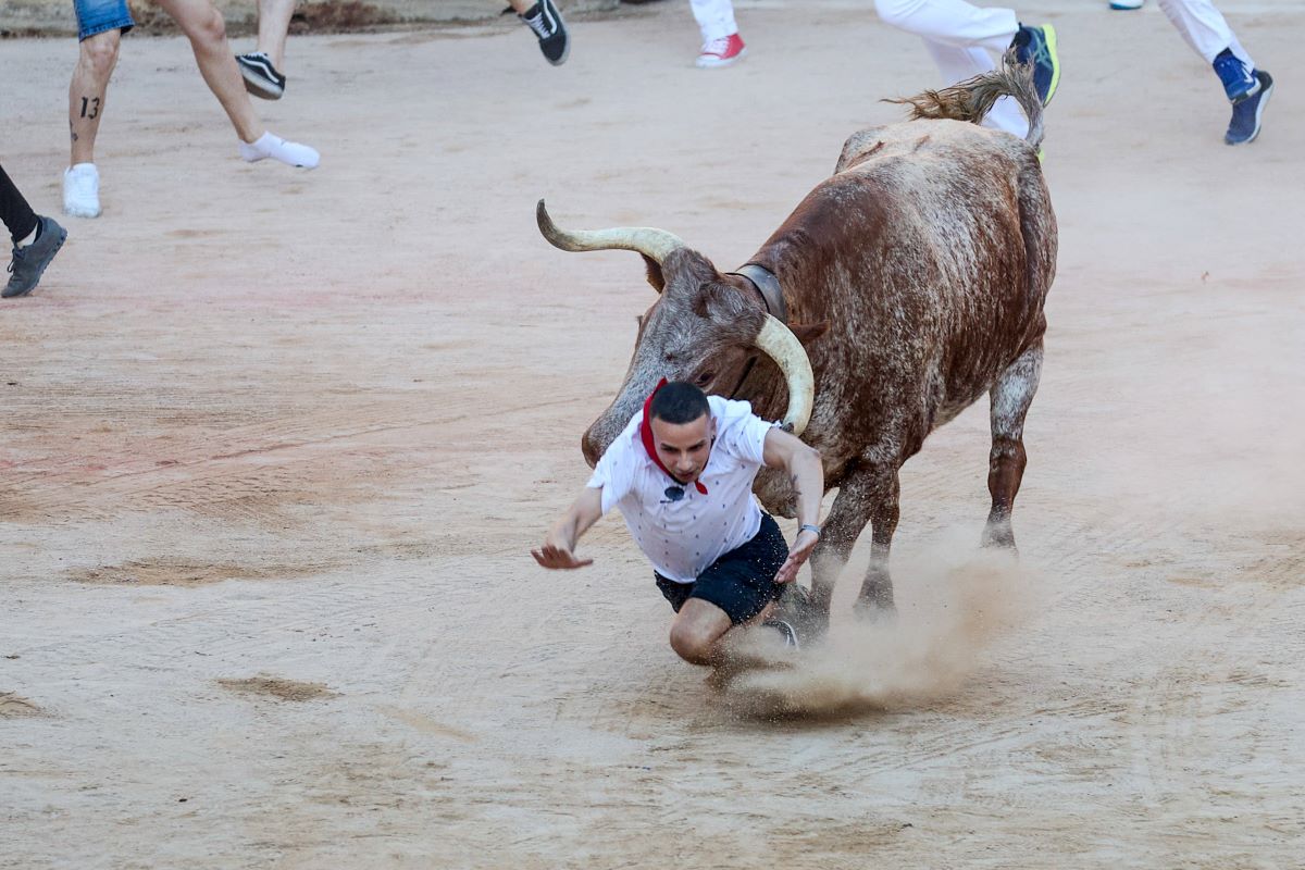 Vicenza, toro fugge a causa di un incidente: catturato dopo due settimane