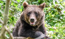 Un orso passeggia a Malé