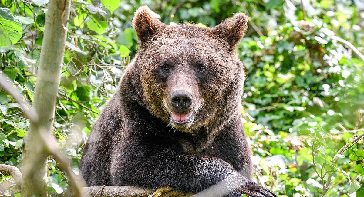 Trentino, orso si aggira nel borgo durante una festa di paese