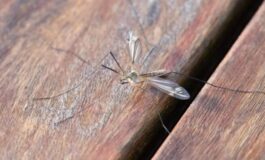 Allarme per il primo caso di febbre Oropouche in Italia