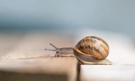 uova rosa in giardino lumache