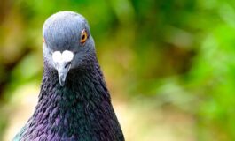 carta stagnola balconi come allontanare i piccioni