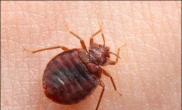 image d7eb12ff 6013 4c5a 816f 5e53d273d022 265x160