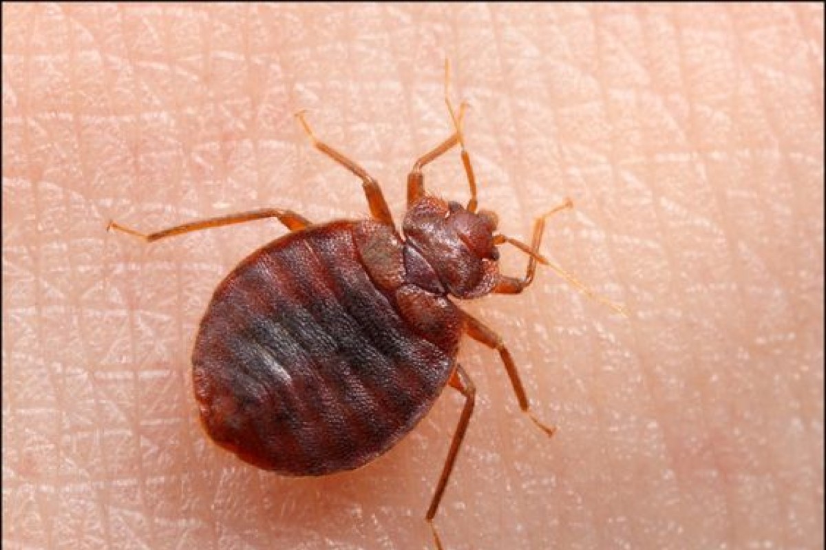 Cimici del materasso: come individuarle per evitare un'invasione