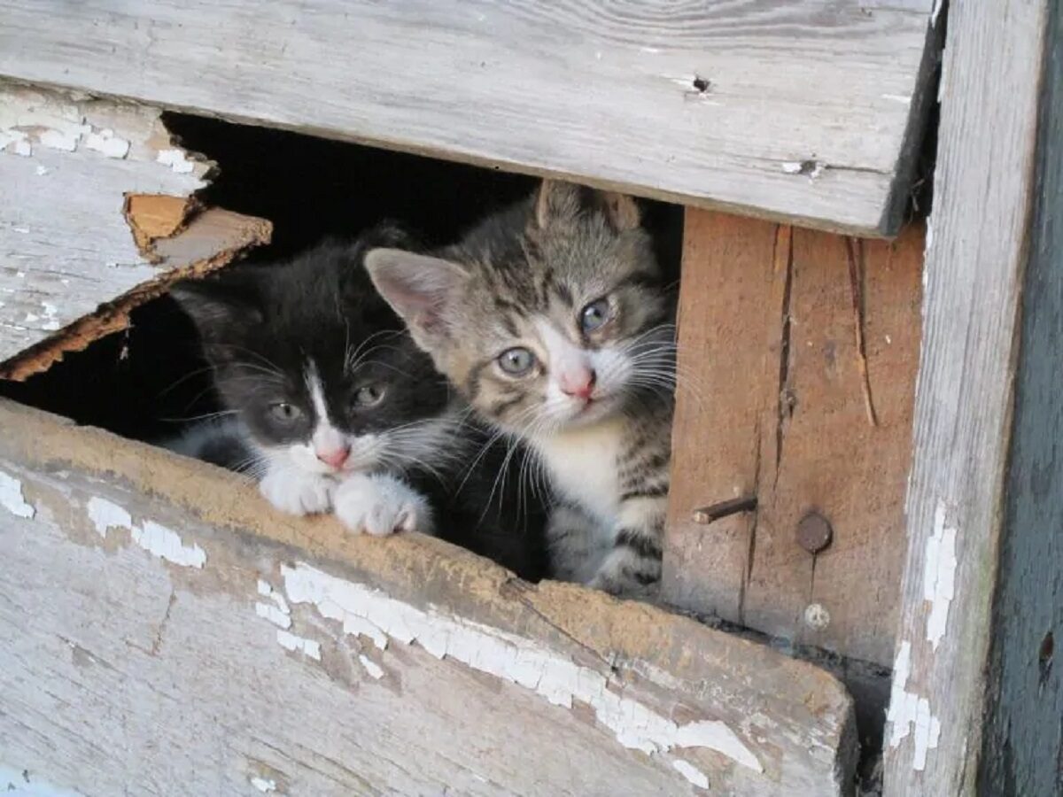 Influenza aviaria dei gatti: quali i rischi per l'uomo?