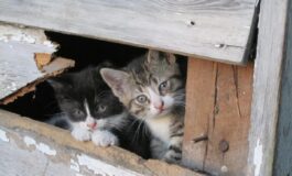 influenza aviaria gatti rischi uomo