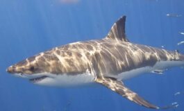 squalo in mare la spezia