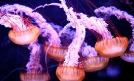 featured 1972720 265x160