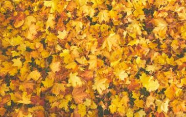 featured 1973346 364x230