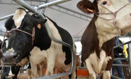 featured 1973598 265x160