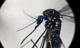 featured 1973803 265x160