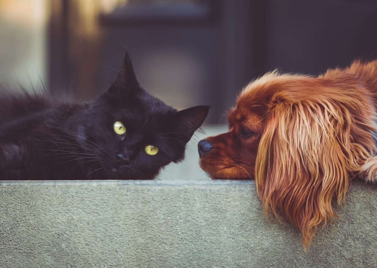 Localizzatore GPS per animali domestici: perché è importante averlo
