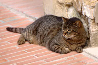 Ragazzo lancia un gatto dal ponte e posta il video: identificato