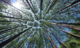 abbattimento pini proteste