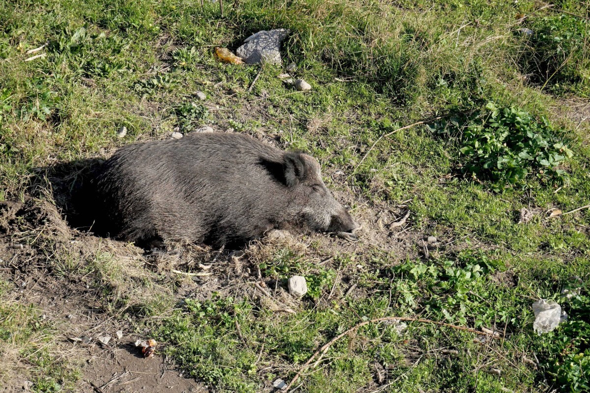 Peste suina africana, individuato primo caso in Toscana