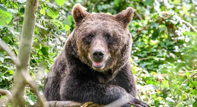 Trentino, uomo viene aggredito da un orso e resta ferito: è in ospedale