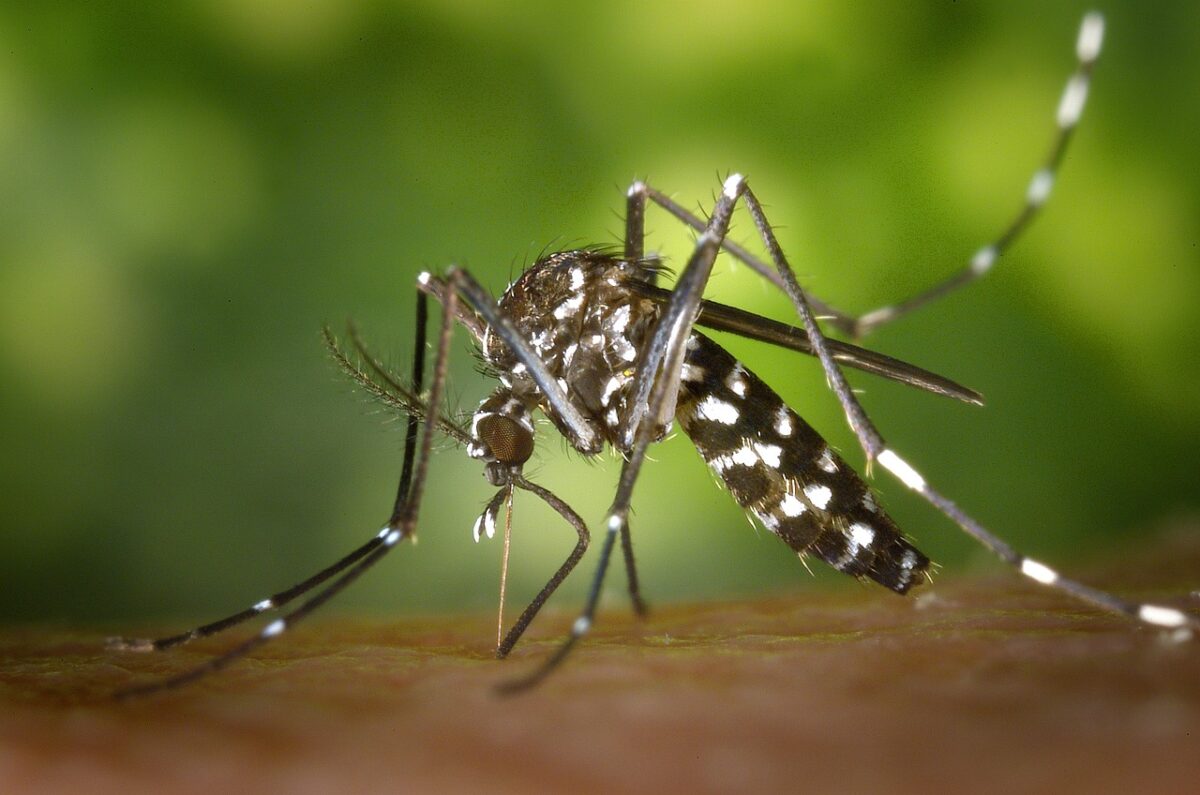 Gli zampironi anti zanzare fanno male: attenzione a questi aspetti