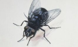 image 7ac29090 6c3f 47c2 9142 764813c328cb 265x160