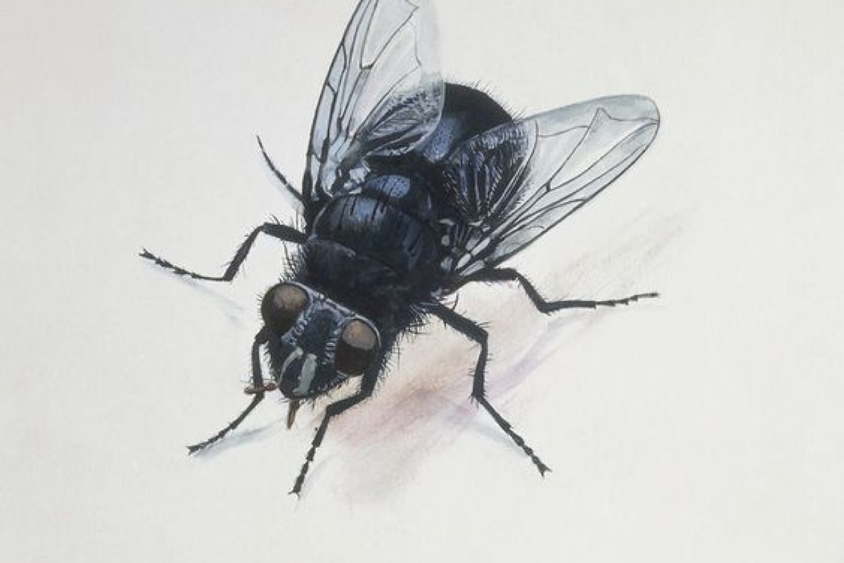 Mosche in casa: come si allontanano senza insetticidi