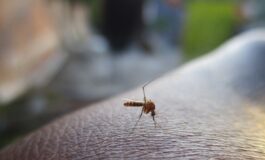 image b3885e34 8198 40d9 b464 6445a6f9933a 265x160