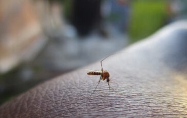 image b3885e34 8198 40d9 b464 6445a6f9933a 364x230